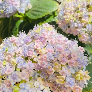 Rare hydrangea flower  5“  Sent at random.（rooted)smooth hydrangea