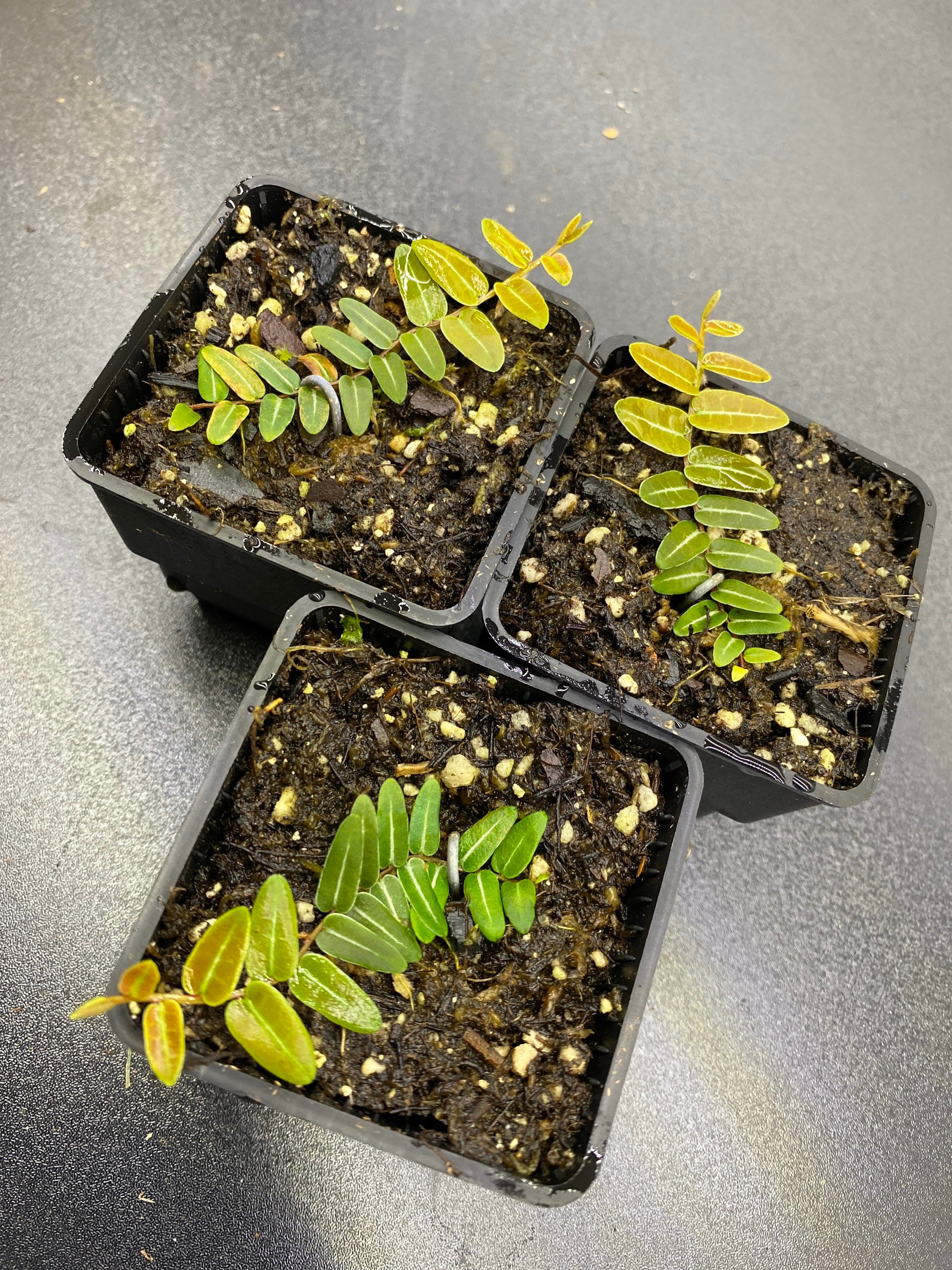 Marcgravia umbellata cutting