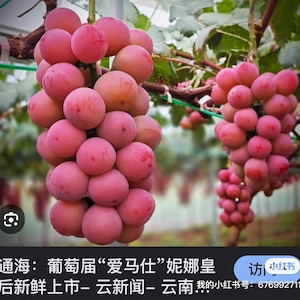 May include: Clusters of ripe, pink grapes hang from vines, showcasing a vibrant display of fresh produce. The grapes have a round shape and a slightly reddish hue, with green leaves in the background. The image includes Chinese text.