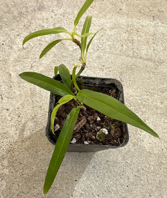 variegated prayer plant Maranta 'Green' Prayer Plant