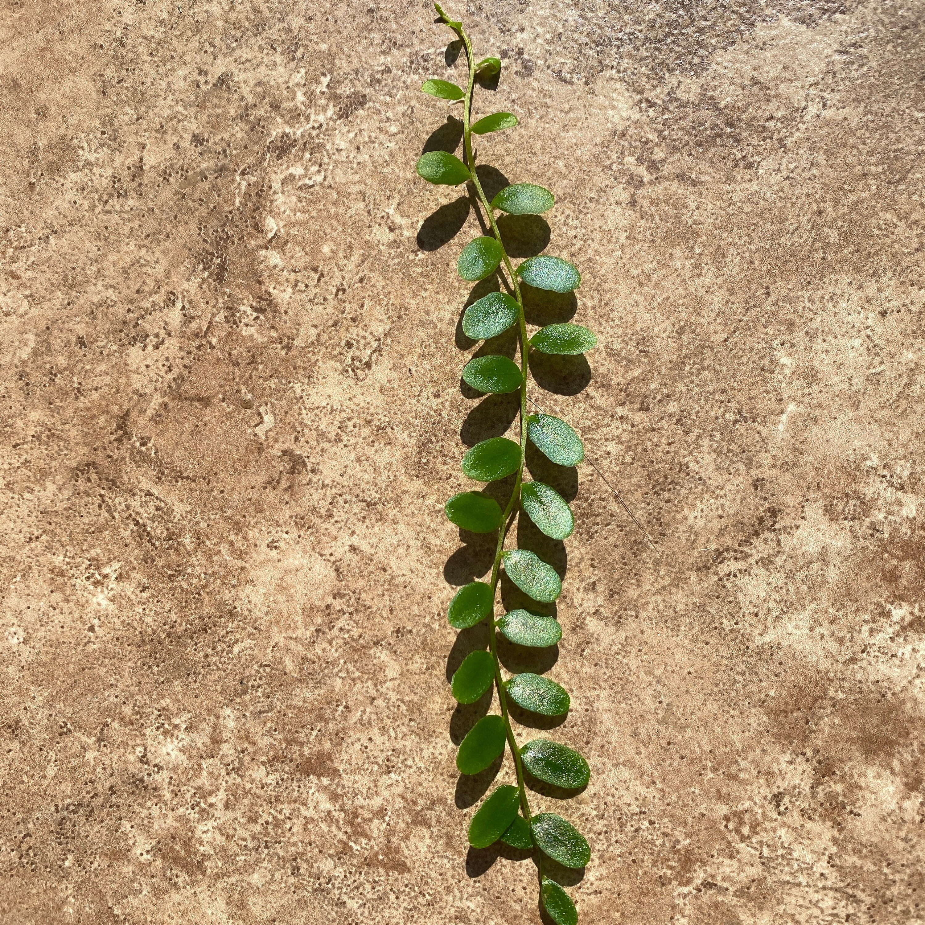 Shingling Marcgravia Shingling Vine Cutting - Etsy