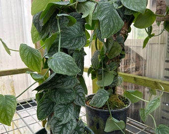 Monstera DUBIA(cutting)