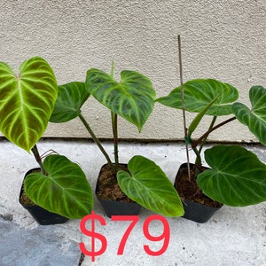 US seller Philodendron verrucosum five different sizerooted cutting three leaves normal