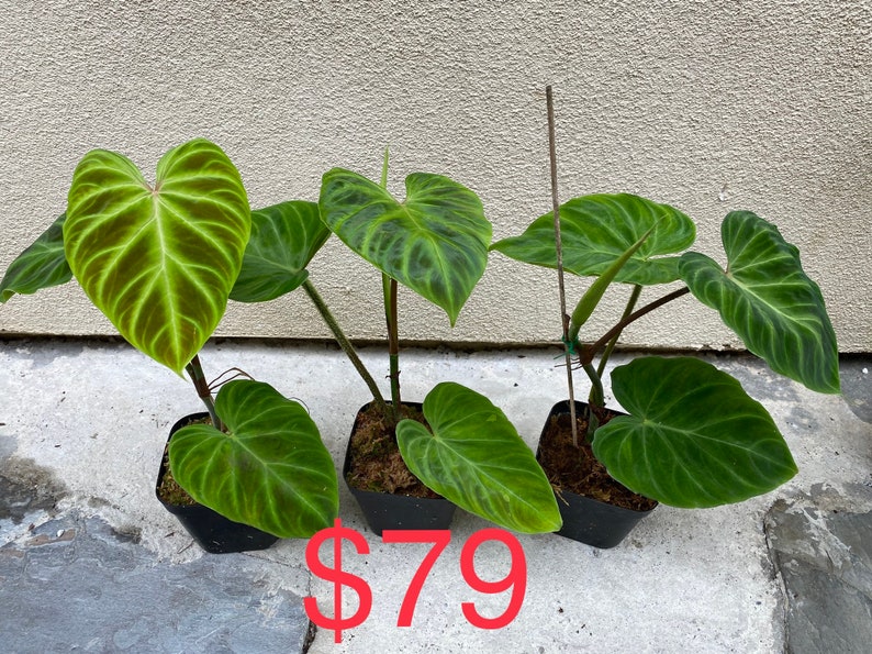 US seller Philodendron verrucosum five different sizerooted cutting three leaves normal