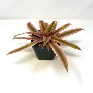 Cryptanthus bivittatus ‘Pink Starlite’