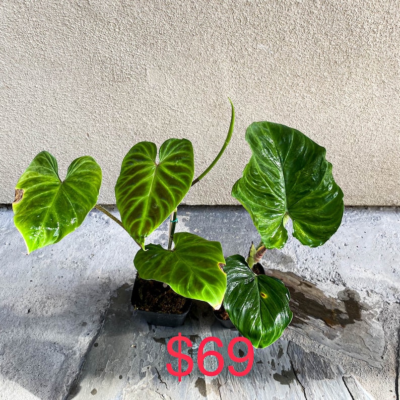 Special sale 'cheap small damaged plants' US seller Philodendron verrucosum rooted 69