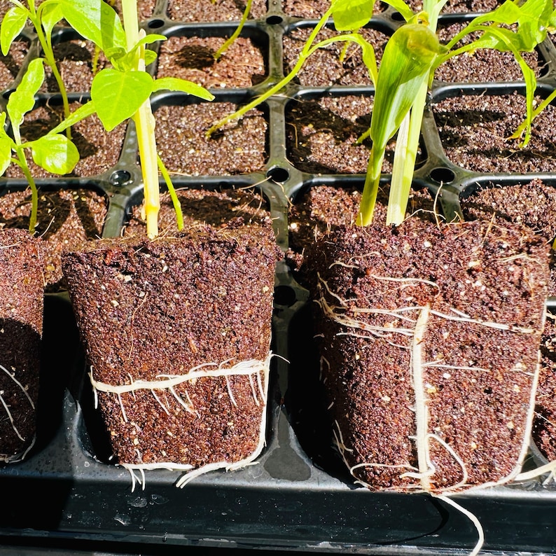 50 Coco Plugs: Rooting & Seed Starter Cubes (in Bag Without Tray) - Etsy
