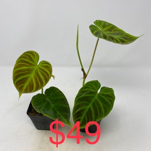 US seller Philodendron verrucosum five different sizerooted cutting Two leaves small