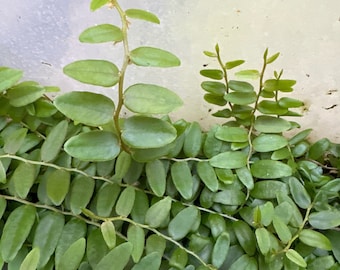 Marcgravia cutting