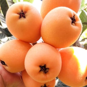 May include: A cluster of ripe loquats, featuring a soft, peach-colored skin. Each fruit has a star-shaped, dark brown calyx at the blossom end. The fruits are clustered together, suggesting they are freshly picked.