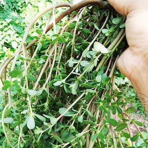 Purslane EDIBLE live plant in a 4” pot /6 small or 3 bigger live plants /wild /herb /Heirloom/NON GMO/Organic grows