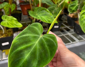 US Seller Philodendron Verrucosum Super 'mini' Red Back (cutting) - Etsy