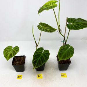 US seller Philodendron verrucosum five different sizerooted cutting image 1