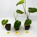 see more listings in the Philodendron verrucosum section