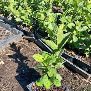 May include: A close-up shot of a guava plant in a square black pot. The plant has vibrant green leaves with reddish stems. The pot is filled with mulch and sits among other potted plants in a nursery setting.