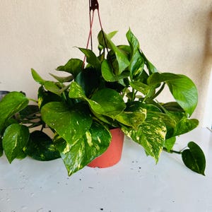 Golden Pothos Plant | Devil's Ivy Live Houseplant | Epipremnum Aureum | Easy Care Indoor Plant | Air Purifying Vine