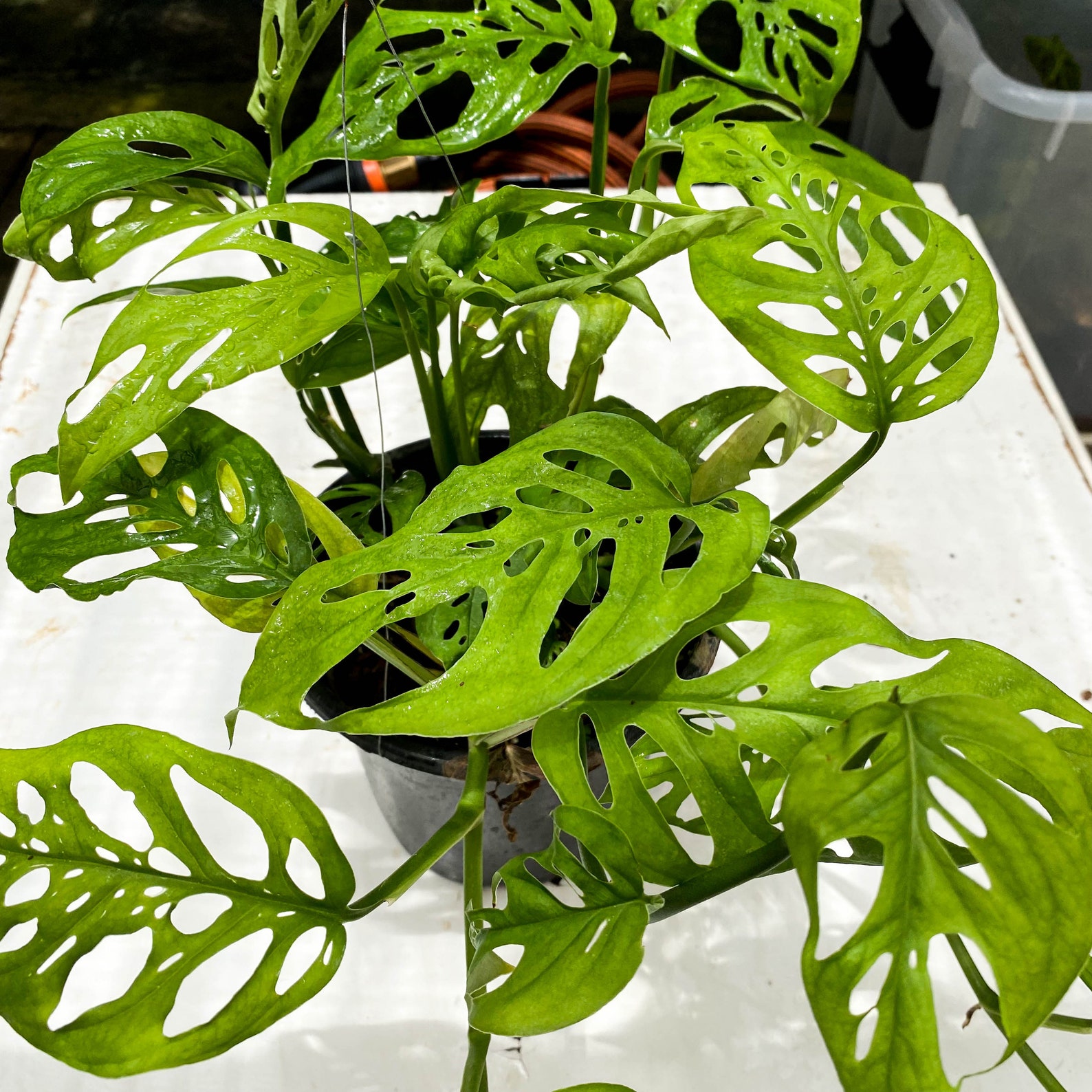 Monstera adansonii Philodendron Swiss Cheese '6 inch Etsy