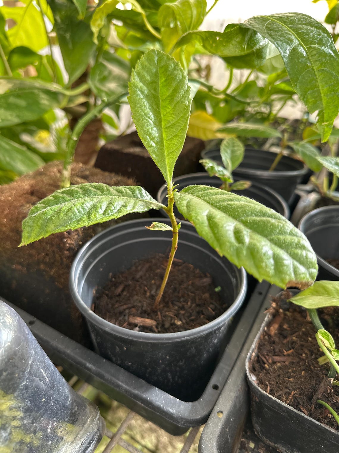 Loquat Tropical Fruit Live Tree | Non GMO Naturally Grown Seedling 4 ...