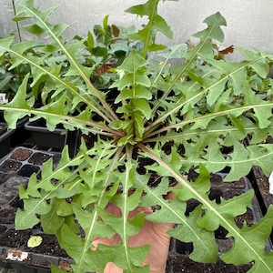 Two dandelion live plants in one 4'' pot