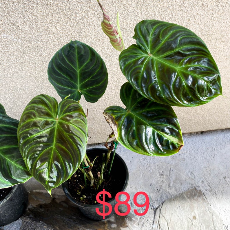 Special sale 'cheap small damaged plants' US seller Philodendron verrucosum rooted 89