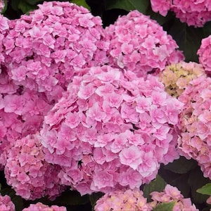 Rare hydrangea flower  1 gallon Sent at random.（rooted)smooth hydrangea