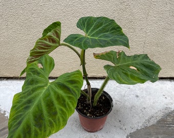 070)US seller Philodendron verrucosum red back (rooted！)