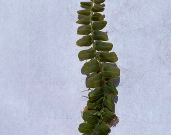 Marcgravia sp. Mendez Cuttings