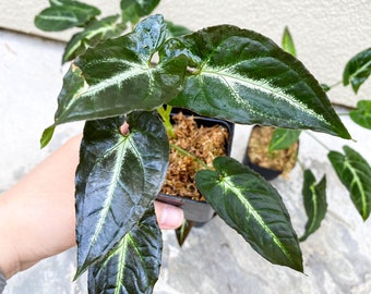 Syngonium Rayii Dark Green