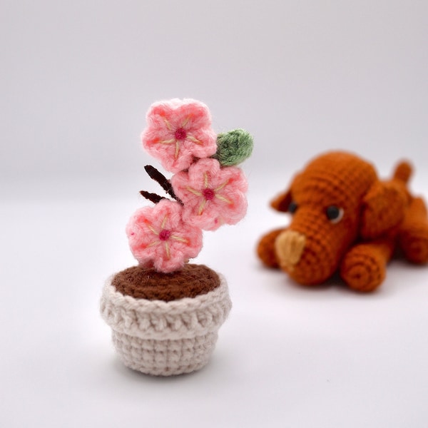 Kirschblütenfreude - Sakura - Perfektes Geschenk für Pflanzen- und Blumenliebhaber, kommt in einer schönen Geschenkbox! Geschenkkarte erhältlich!