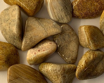 May include: A collection of 12 smooth, polished fossilized coral stones in shades of brown and beige. The stones have a unique, intricate pattern of fossilized coral.