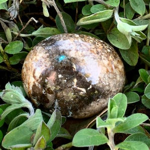 May include: A smooth, round, brown and white stone with a blue-green spot in the center. The stone is surrounded by green leaves.