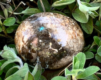 Black Opal Palm Stone| Opalized Wood from Madagascar | Petrified Wood