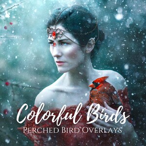 JD Colorful Birds - Perched Bird Overlays