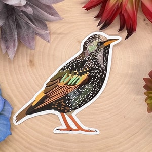 European Starling Sticker, Starling Bird, Starling Bird Sticker, Starling Decal, Starling Decor, Starling Art, European Starling, Starling