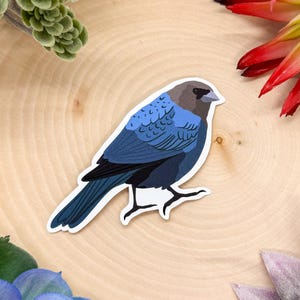 Brown Headed Cowbird Sticker, Cowbird Decal, Cowbird Sticker, Cowbird Bird, Bird Sticker, Birdwatching Sticker, Birding Sticker,