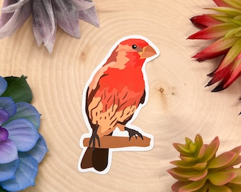 Puede incluir: Un pájaro rojo y naranja con un pico y patas marrones posado en una rama. El pájaro está mirando hacia la derecha y tiene un patrón detallado en sus plumas.