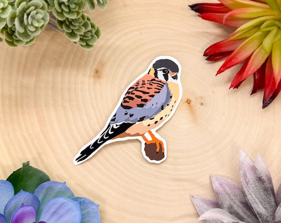 Kestrel Sticker, Bird Sticker, Birdwatching Sticker, Birding Sticker, Kestrel Sticker, Kestrel Decal, American Kestrel, Kestrel Gift