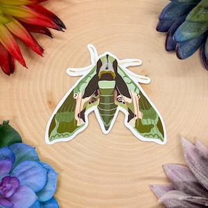 May include: A sticker featuring a detailed illustration of a moth with green, brown, and pink accents. The moth has intricate wing patterns and is set against a light wood grain background. Decorative floral elements surround the sticker.