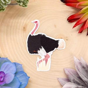 Ostrich Sticker, Bird Sticker, Birdwatching Sticker, Birding Sticker, Ostrich Decal, Ostrich Gift, Ostrich Decor, Ostrich Bird, Ostrich