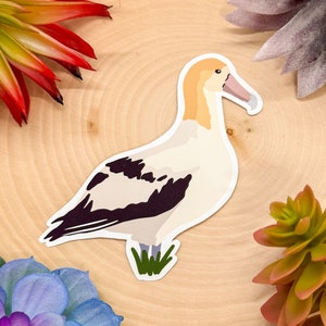 Short Tailed Albatross Sticker, Albatross Decal, Albatross Gift, Albatross Decor, Albatross Bird Sticker, Albatross Bird Decal, Albatross