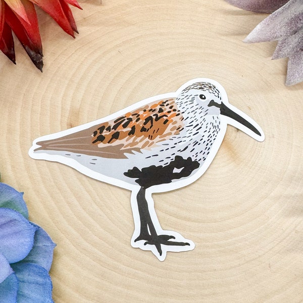 Dunlin Sticker, Dunlin Decal, Dunlin Gift, Dunlin Decor, Dunlin Shorebird, Dunlin Lover, Shorebird Sticker, Shorebird Gift