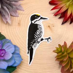 Black Backed Woodpecker Sticker, Black Backed Woodpecker Decal, Black Backed Woodpecker Gift, Black Backed Woodpecker Decor