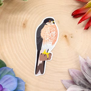 Sharp Shinned Hawk Sticker, Hawk Decal, Hawk Sticker, Coopers Hawk, Hawk Decor, Hawk Bird Sticker, Birdwatching Sticker, Birding Sticker,