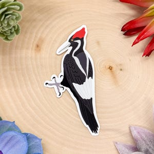 Ivory Billed Woodpecker Sticker, Ivory Billed Woodpecker Decal, Ivory Billed Woodpecker Gift, Ivory Billed Woodpecker Decor, Ivory Billed