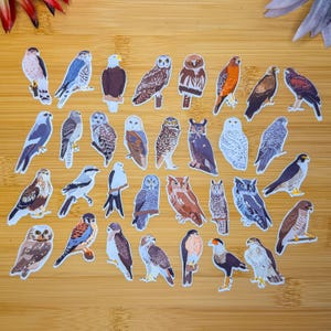 Birds Of Prey Sticker Pack, Mini Bird Sticker Pack, Bird Journal Stickers, Bird Sticker Pack, Bird Journal, Lifer, Birdwatching Stickers