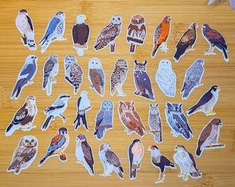 Birds Of Prey Sticker Pack, Mini Bird Sticker Pack, Bird Journal Stickers, Bird Sticker Pack, Bird Journal, Lifer, Birdwatching Stickers