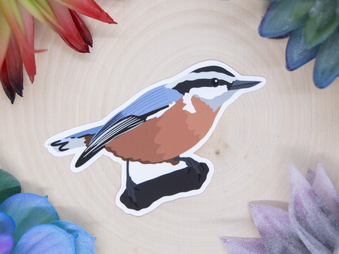 Red Breasted Nuthatch Sticker, Bird Sticker, Birdwatching Sticker