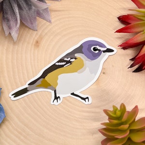 Blue Headed Vireo Sticker, Bird Sticker, Birdwatching Sticker, Birding Sticker, Blue Vireo Sticker, Vireo Bird Sticker, Blue Vireo Decal,