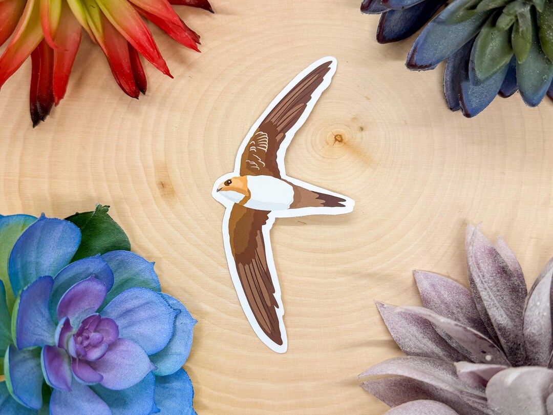 Alpine Swift Sticker, Alpine Swift Decal, Birdwatching Sticker, Bird ...
