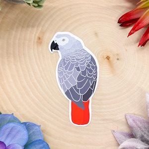 Grey Parrot Sticker, Bird Sticker, Birdwatching Sticker, Birding Sticker, Grey Parrot Gift, Gray Parrot Decal, Parrot Pet Gift, Gray Parrot